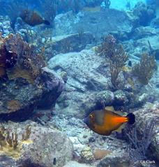 Cantherhines macrocerus