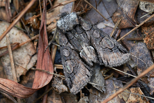Meganephria albithorax