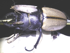 Odontolabis castelnaudi