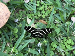 Heliconius charithonia