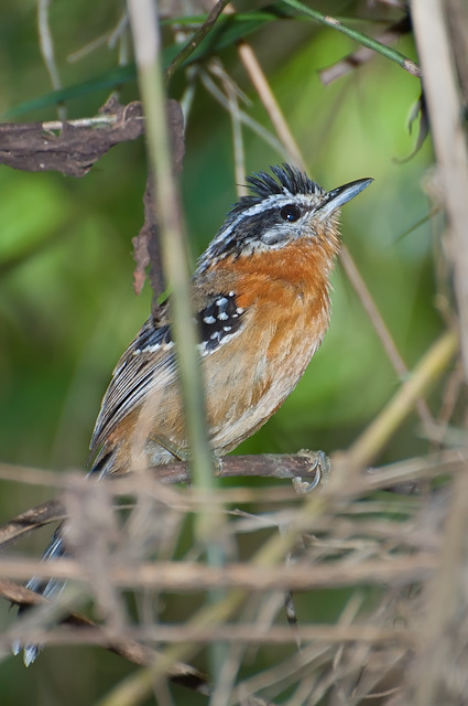 Bertoni's Antbird photo