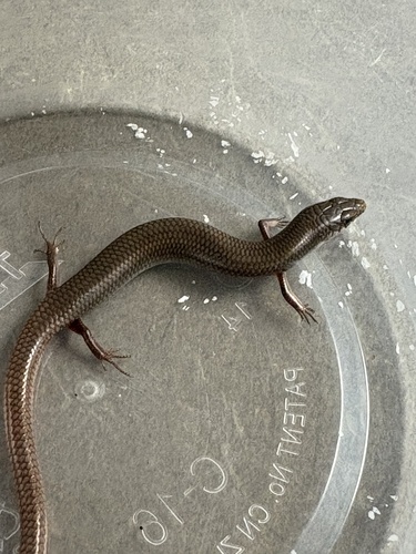 Mole Skink, Plestiodon egregius