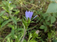 Symphyotrichum puniceum puniceum