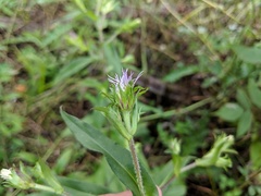 Symphyotrichum puniceum puniceum