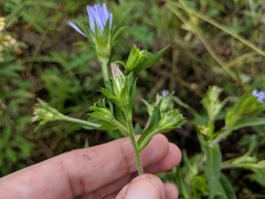 Symphyotrichum puniceum puniceum