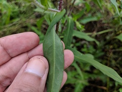 Symphyotrichum puniceum puniceum