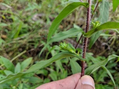Symphyotrichum puniceum puniceum