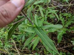 Symphyotrichum puniceum puniceum