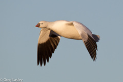 Ross's Goose photo 4
