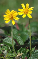 Arnica griscomii
