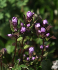 Gentianella propinqua