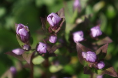 Gentianella propinqua