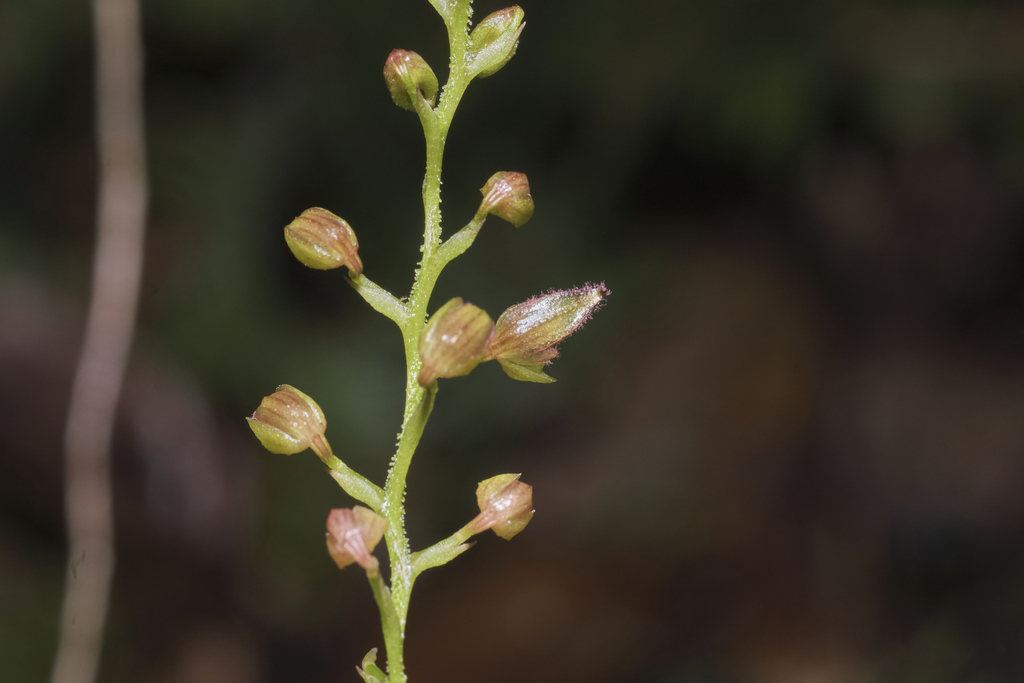 Bulbophyllum toranum
