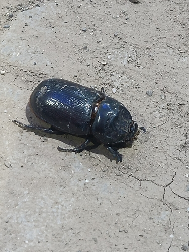 Coconut Rhinoceros Beetle