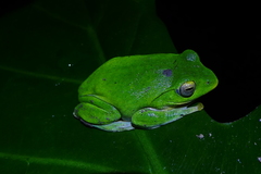 Zhangixalus taipeianus