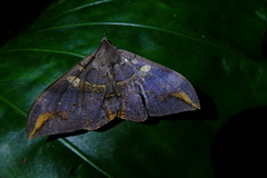 Ischyja ferrifracta