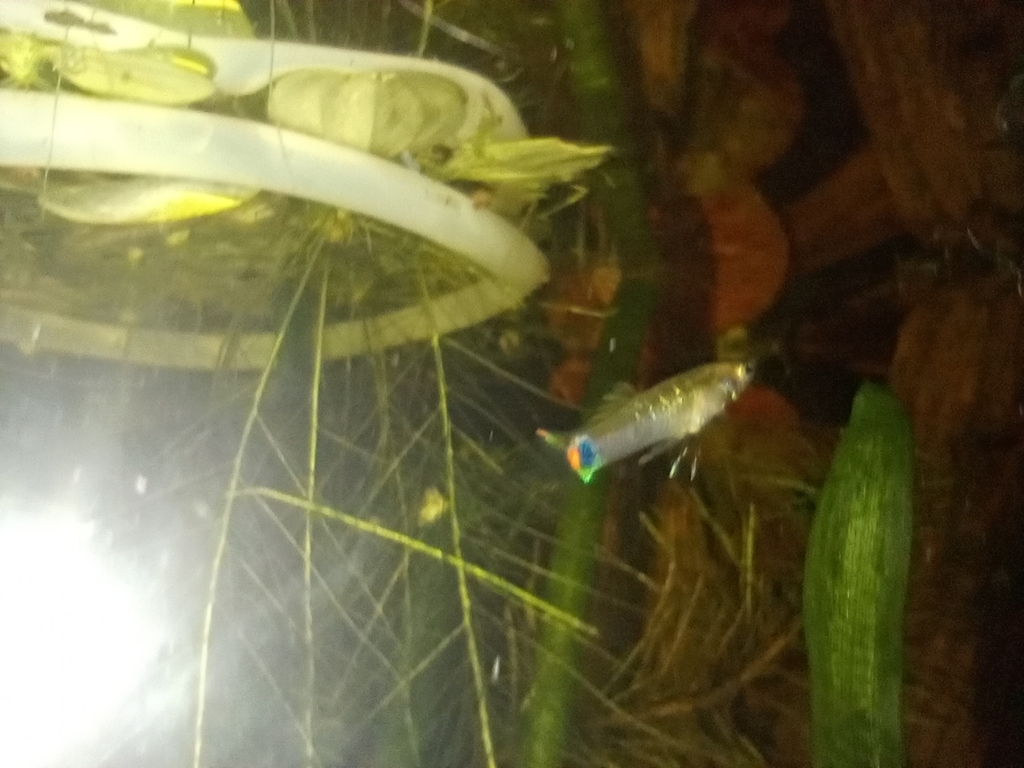 Jandira Toothcarp