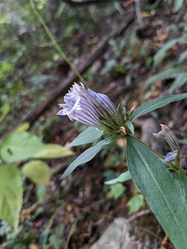Appalachian Gentian (Gentiana decora)