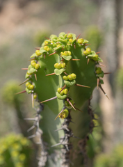 Euphorbia momccoyae, photograph Morten Ross, CC BY, iNaturalist via GBIF