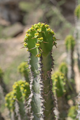 Euphorbia momccoyae, photograph Morten Ross, CC BY, iNaturalist via GBIF