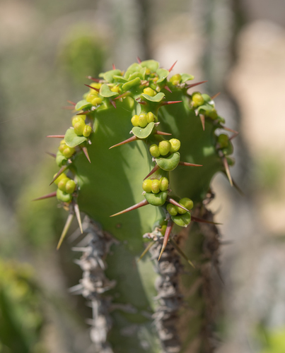 Euphorbia momccoyae, photograph 5