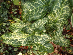 Arum italicum italicum