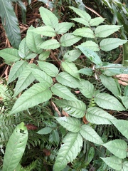Aralia armata