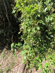 Decaneuropsis gratiosa