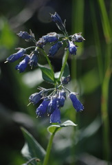 Mertensia paniculata paniculata