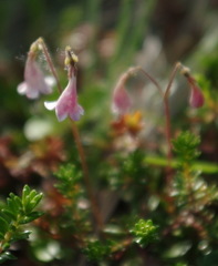Linnaea borealis longiflora