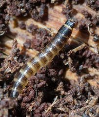 Denticollis linearis