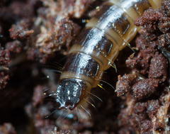 Denticollis linearis