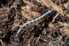 Denticollis linearis