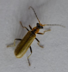 Podabrus cavicollis