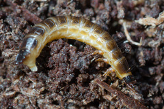 Denticollis linearis