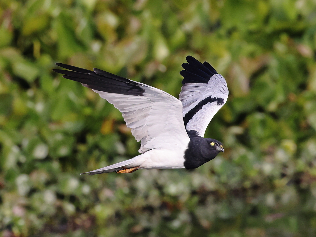 Pied Harrier