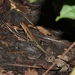 Common Skinks - Photo (c) Thomas Brown, some rights reserved (CC BY-NC), uploaded by Thomas Brown