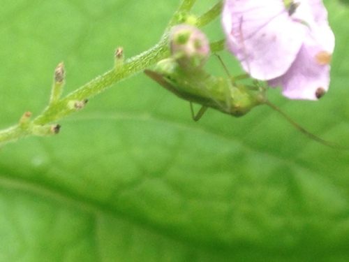 bzdôškovité (Miridae)