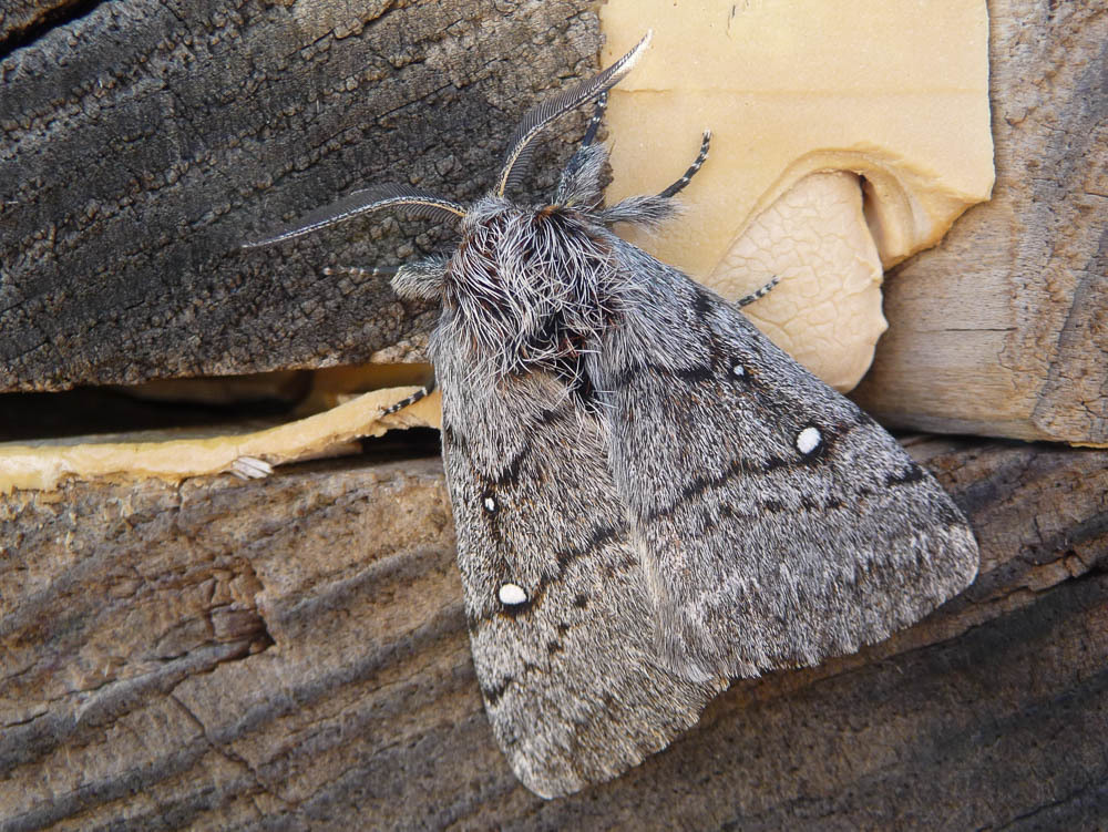 Anthela xantharcha