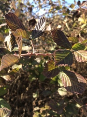 Rubus pascuus