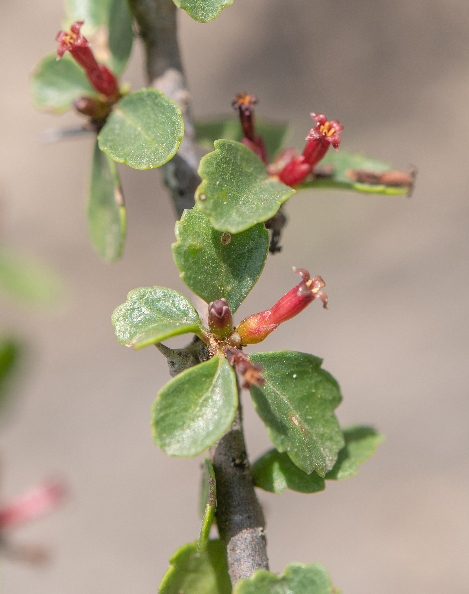 Indian bdellium-tree (Commiphora wightii)  iNaturalist