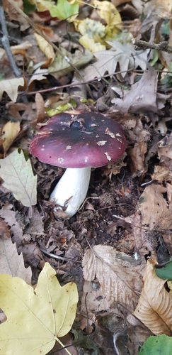 Purple Brittlegill