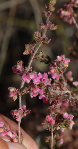 Baby Heath (Erica parviflora)