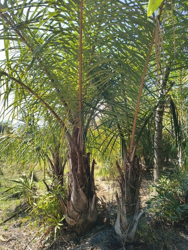 Raphia farinifera, photograph 1