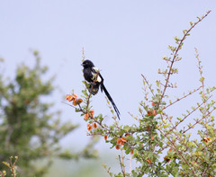Lanius melanoleucus