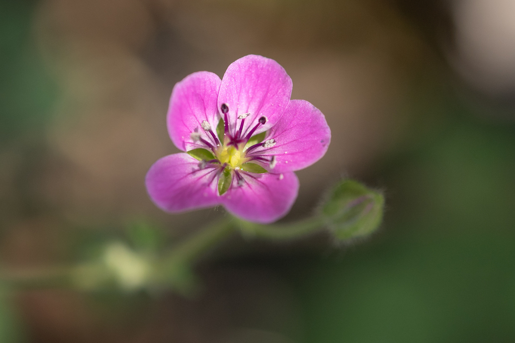 Geranium yemense