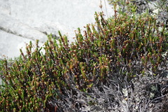 Cassiope tetragona tetragona