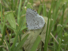 Celastrina lucia