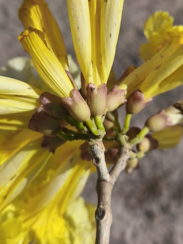 yellow poui