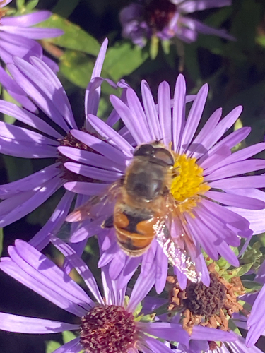 Unknown species found near Summer St, Kingston, NY, US